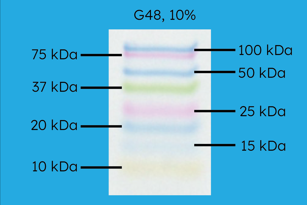 G48 Precast Gel, 10% Acrylamide, Molecular Weight Resolution