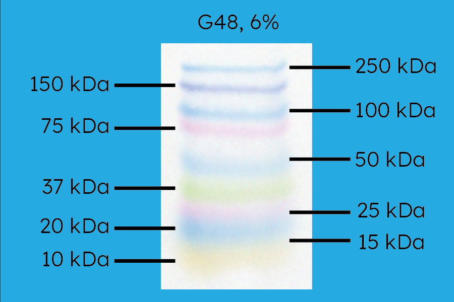 G48 Precast Gel, 6% Acrylamide, Molecular Weight Resolution